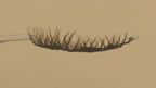 Covet Beauty Obsession cluster lashes shown on a display wand, moving up and down to highlight the curl, volume, and crisscross pattern.