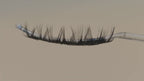 Covet Beauty Control cluster lashes on a moving display wand showing structured lift, curl, and separated lash fibers.